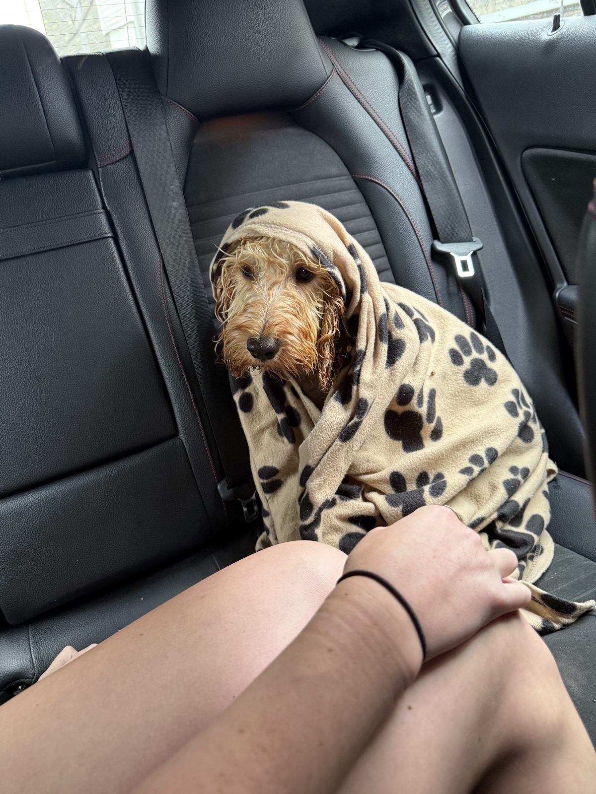 Charlie wrapped in a blanket in the car