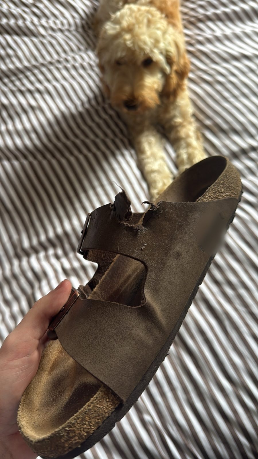 Charlie next to a chewed sandal
