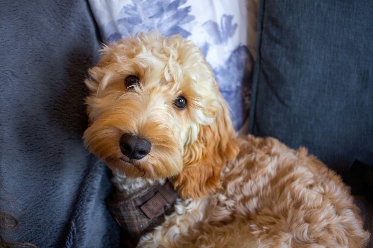 Charlie on the sofa